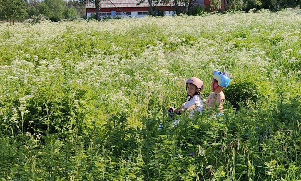 Barn som leker på sommaräng